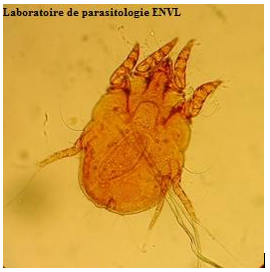 Acarien Psoroptes cuniculi 