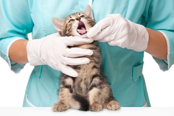 higógeno oral do gato