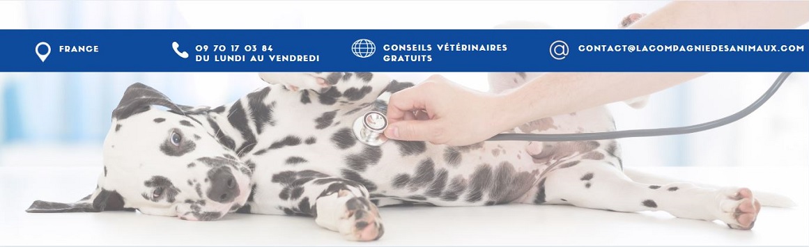 Consellos veterinarios gratuítos en liña