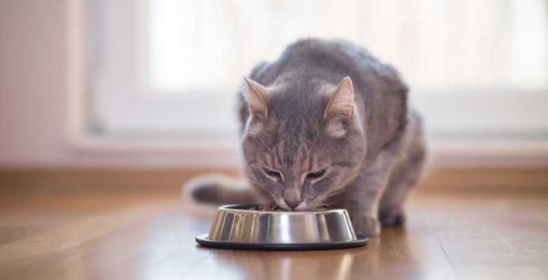 Nourriture et alimentation du chat stérilisé