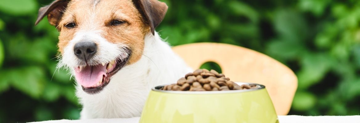 L’alimentation bio pour chien  