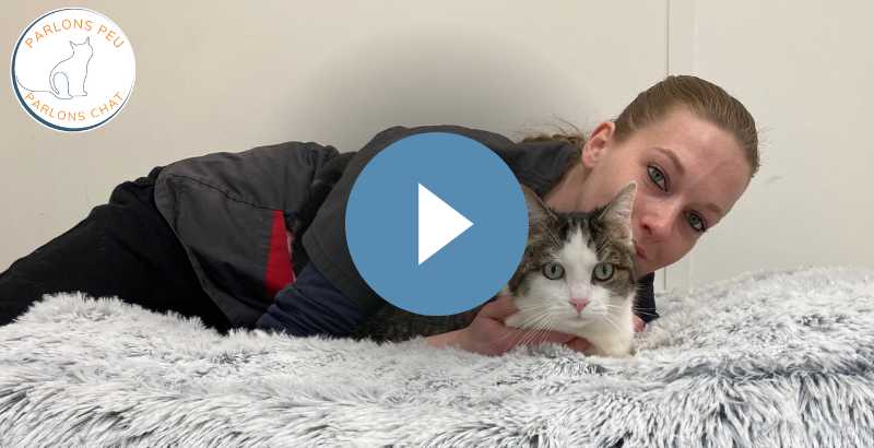 Parlons peu parlons chat : La stérilisation [VIDEO]