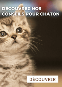 Conseils Chaton