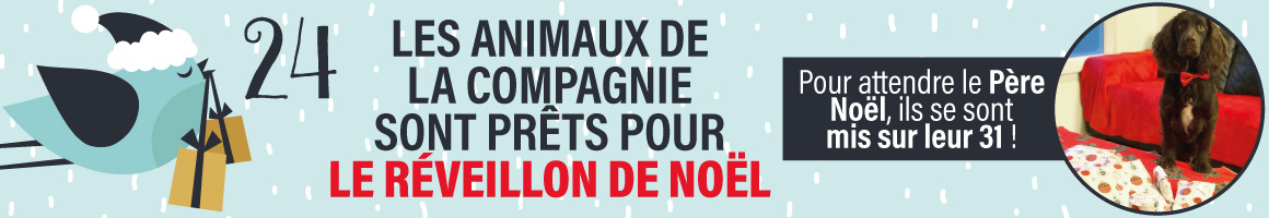 Nos animaux sont pr&ecirc;ts pour le r&eacute;veillon de No&euml;l