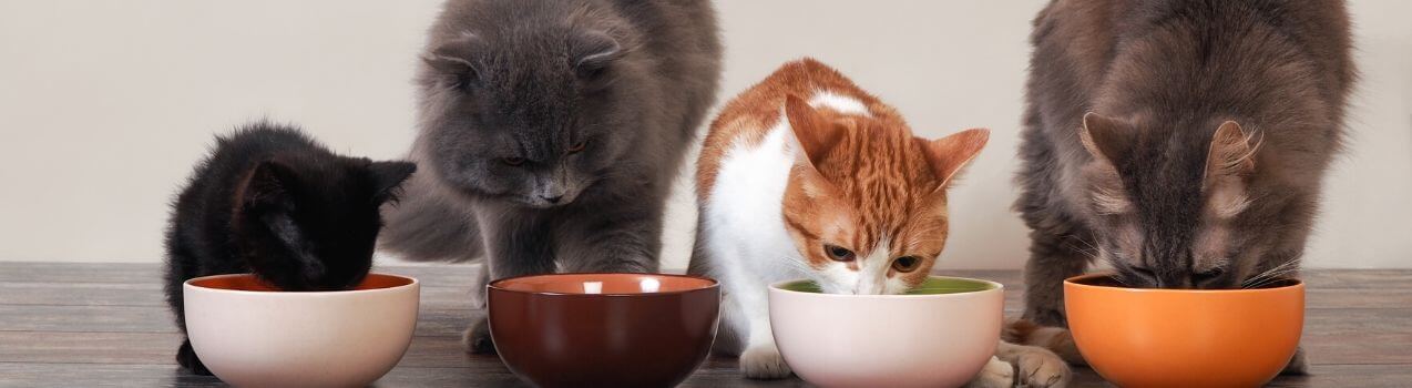 comment choisir sa nourriture pour chat