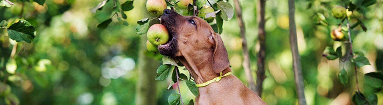 chien mange pomme