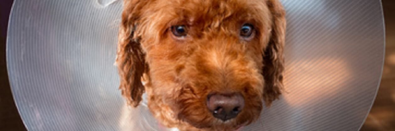 Convalescence du chien : comment s'en occuper