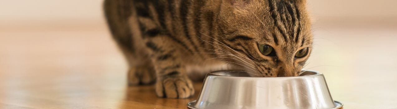 Choisir gamelle et fontaine a eau pour chat