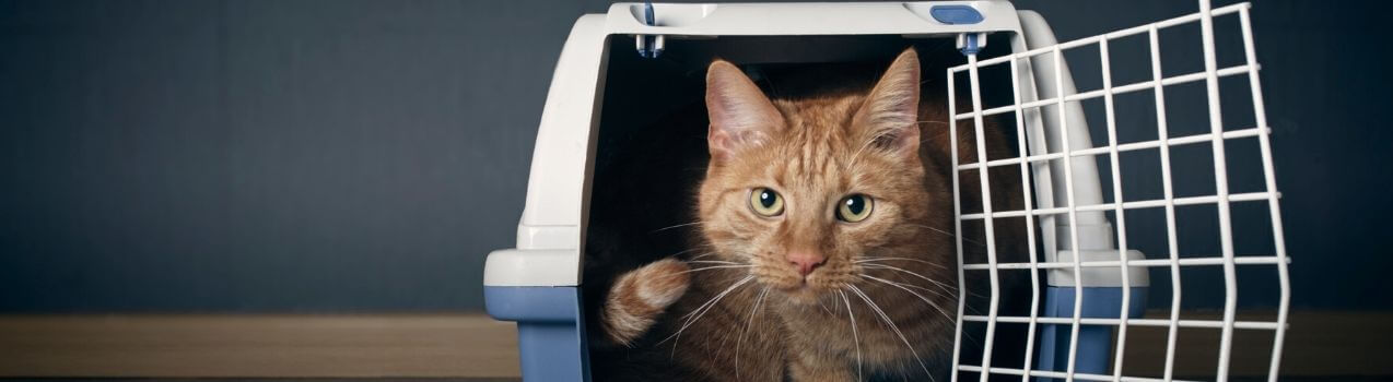 Comment choisir sa cage ou caisse de transport pour chat