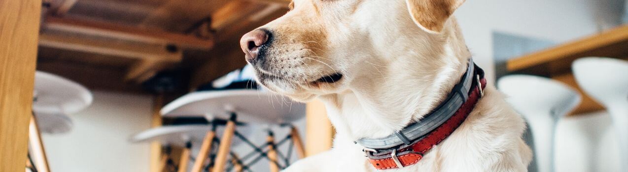 Comment choisir son collier pour chien