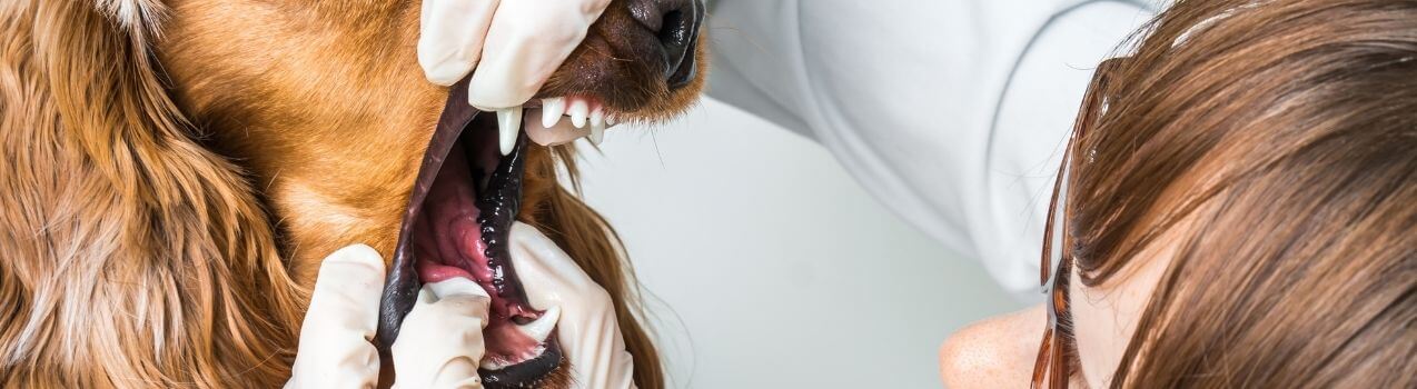 Comment enlever mauvaise haleine chien