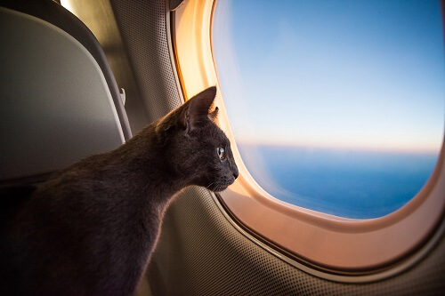 Comment voyager en avion avec son chat