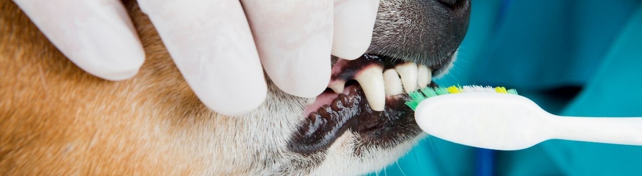 Dentifrice naturel pour chien : comment nettoyer dents du chien