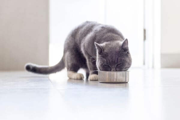 Pourquoi choisir des croquettes pour chat sans cereales