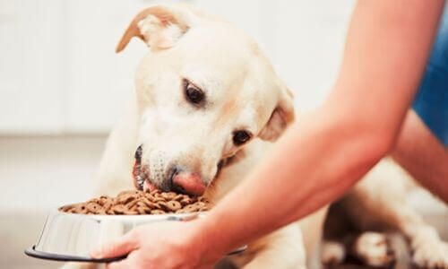 Pourquoi choisir une alimentation pour chien sans cereales