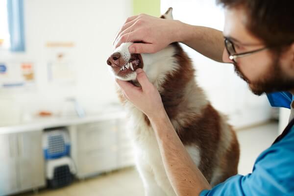 Pourquoi faut-il prendre soin des dents de son chien