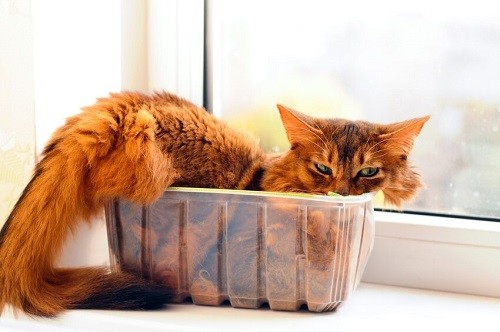 Pourquoi les chats adorent-ils les boites