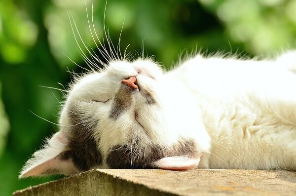 Quelle ph&eacute;romone de synth&egrave;se pour chat choisir