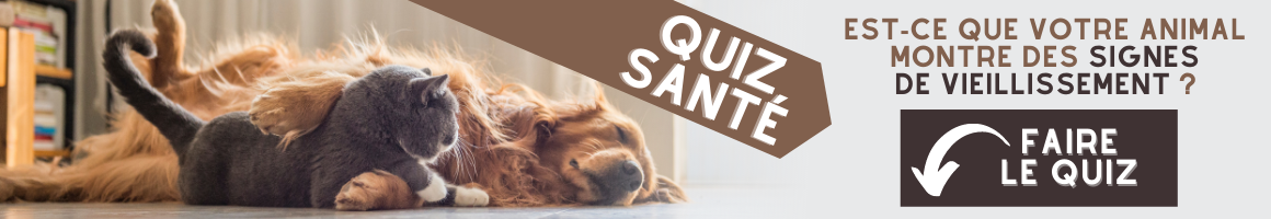 Banni&egrave;re quiz