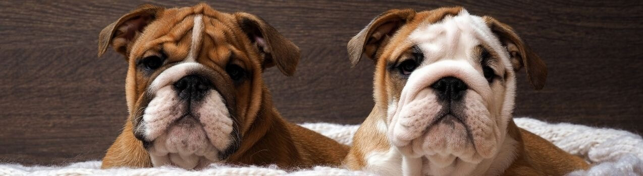 Reproduction du chien - Comment se déroule l'accouplement d'un chien ?