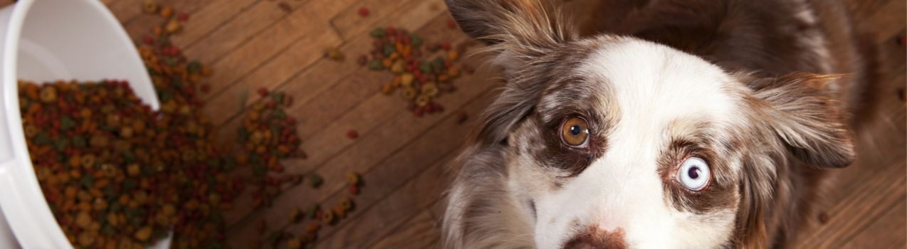 pourquoi choisir des croquettes sans céréales pour chien