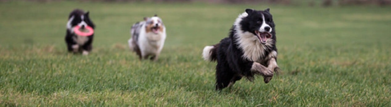 Arthrose chez le chien