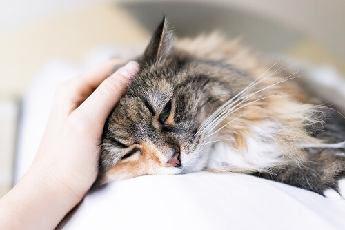 causes et symptomes pancréatite chat