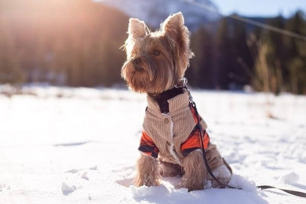 chien froid en hiver