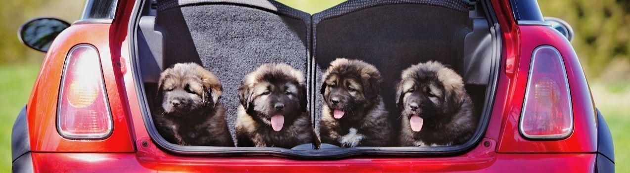 comment choisir sa caisse de transport pour chien