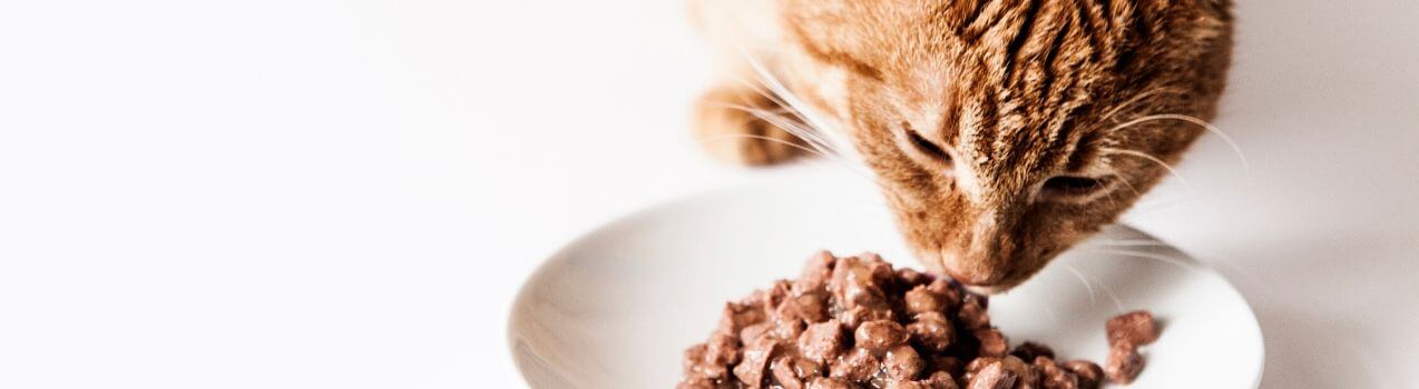 comment choisir sa nourriture vétérinaire pour chat