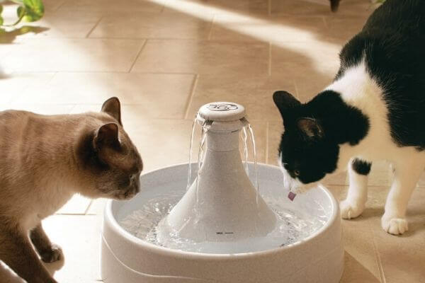 quantité d'eau pour chat 