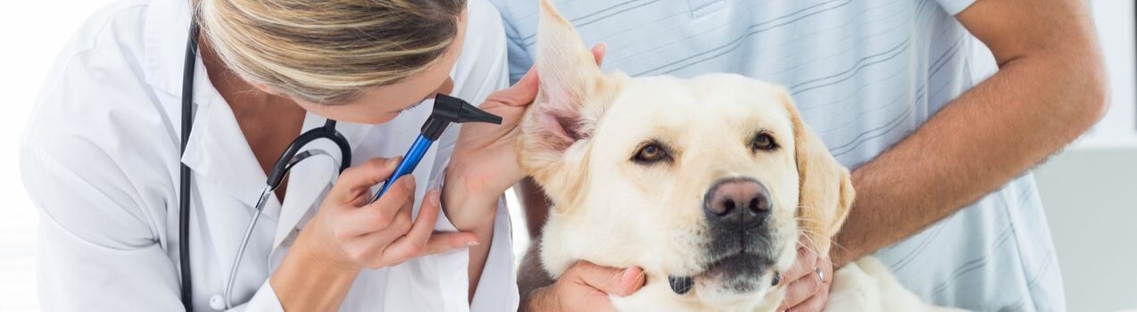 entretenir oreilles chien