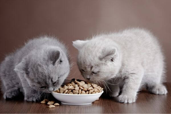 quelle alimentation donner à un chaton 