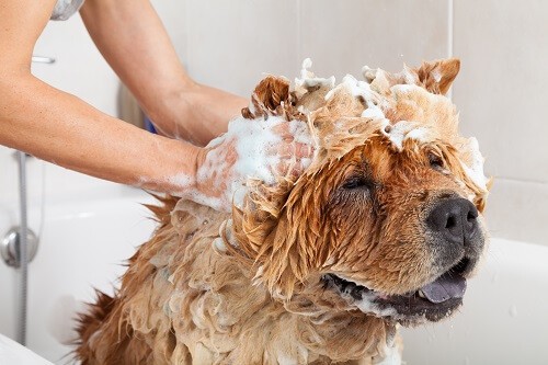 shampooing antipuces chien