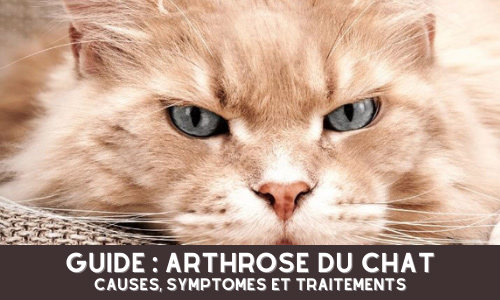 ARTHROSE DU CHAT : CAUSES, SYMPTOMES ET TRAITEMENTS