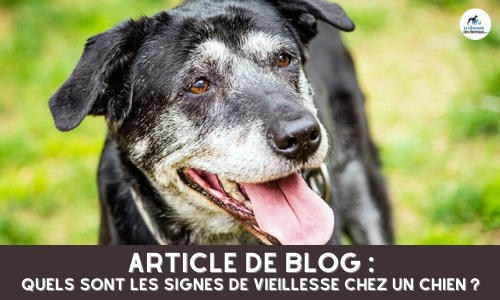 Quels sont les signes de vieillesse chez un chien ?