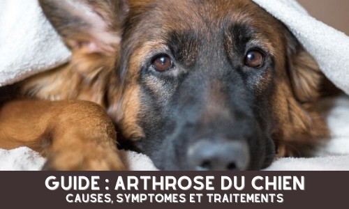 ARTHROSE DU CHIEN : CAUSES, SYMPTOMES ET TRAITEMENTS