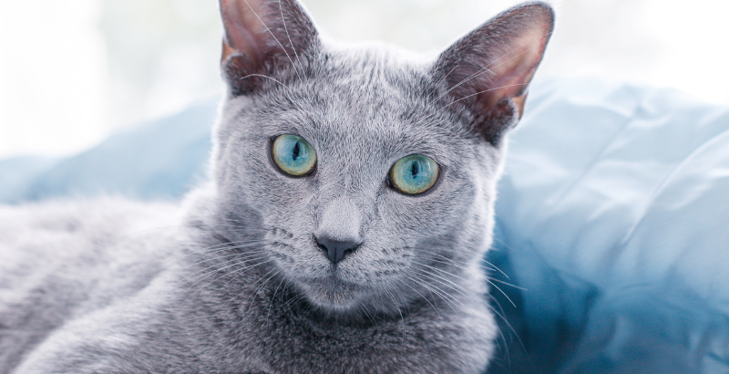 Fiche de race complète : Le Bleu Russe, le chat au pelage bleu-argenté mystérieux