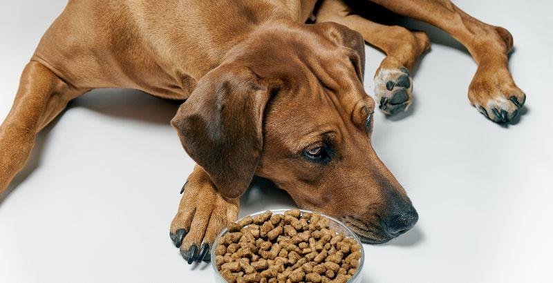 Quelles sont les meilleures croquettes pour chien diabétique : guide d'achat et conseils