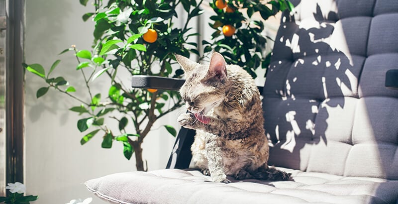 Le coup de chaleur chez le chat