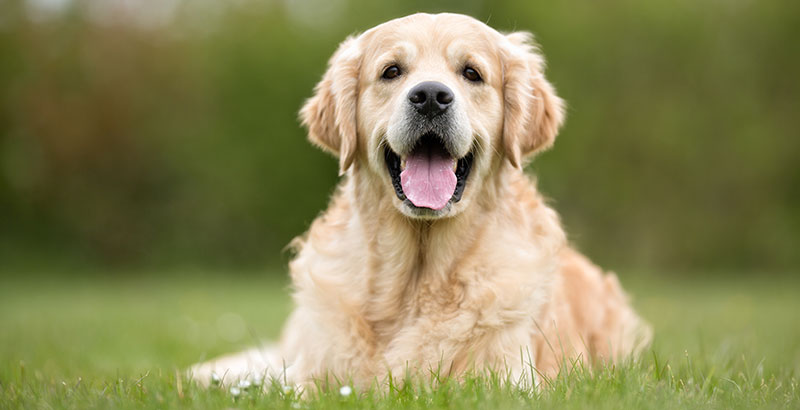 On a testé : La gamelle Eyenimal Intelligent Pet Bowl