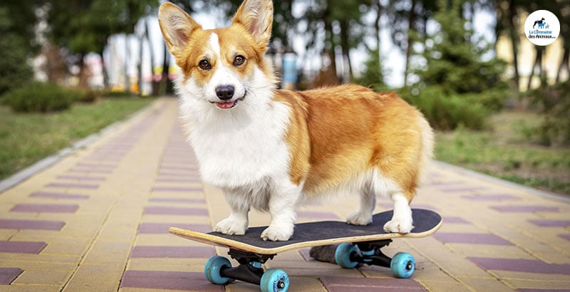 Quels accessoires choisir pour sortir son chien ?