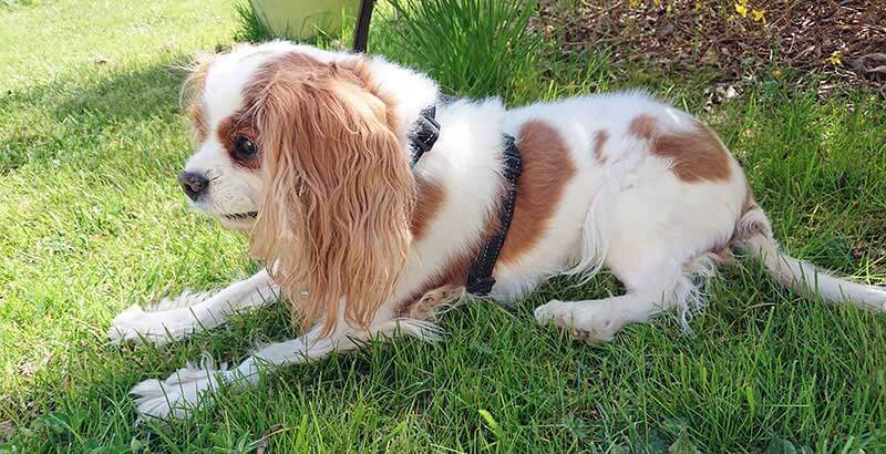 On a testé : Le harnais Easy Walk 3 en 1 de PetSafe [VIDEO]