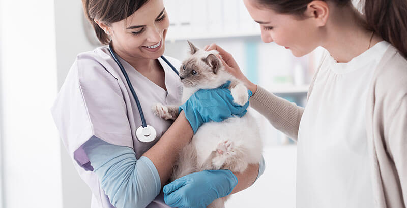 La maladie d'Addison chez le chat