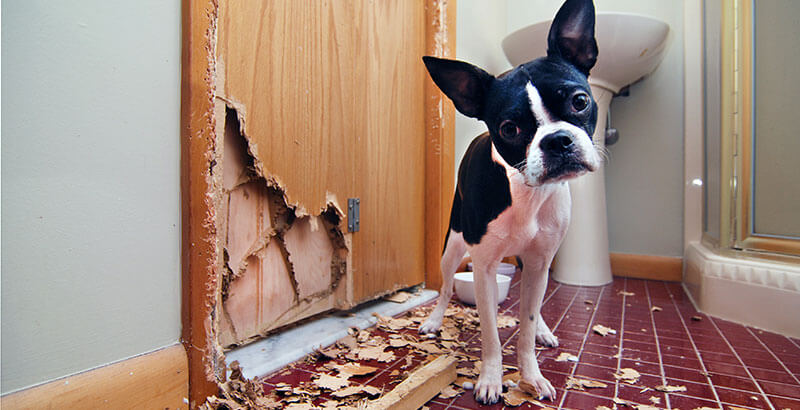 Vrai ou Faux : Mon chien détruit tout quand je ne suis pas là car il se venge