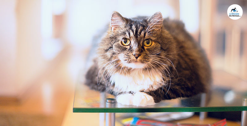 Comment prendre la température de son chat ?