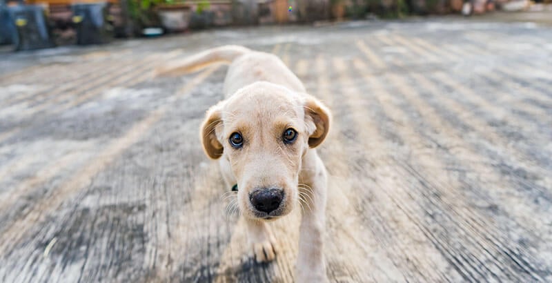 Ce que vous ne saviez peut-être pas sur les chiens