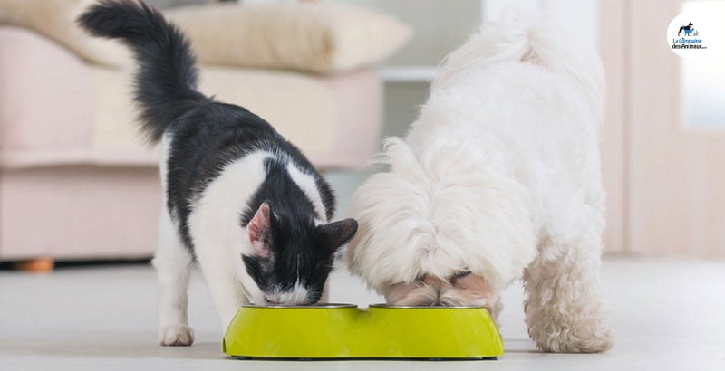 Quel est l'intérêt de l'alimentation humide pour votre animal ?