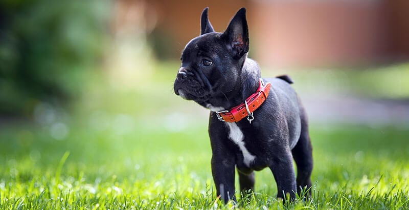 Pourquoi mon chien mange-t-il de l'herbe ?