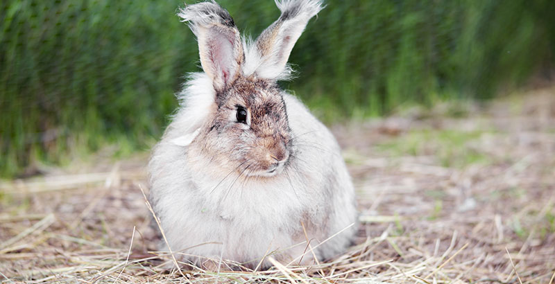 Les principales maladies du lapin
